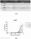 Fig. 04 - Antibodies against hEPCR