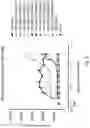 Fig. 04 - COMBINATIONS OF BINDING MOIETIES THAT BIND EGFR, HER2 AND HER3