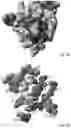 Fig. 19 - COMBINATIONS OF BINDING MOIETIES THAT BIND EGFR, HER2 AND HER3