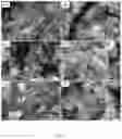Fig. 06 - CHITOSAN-BASED NANOCOMPOSITE AS AN ANTIMICROBIAL AGENT AND CORROSION INHIBITOR