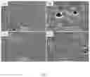 Fig. 08 - CHITOSAN-BASED NANOCOMPOSITE AS AN ANTIMICROBIAL AGENT AND CORROSION INHIBITOR
