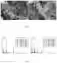 Fig. 11 - CHITOSAN-BASED NANOCOMPOSITE AS AN ANTIMICROBIAL AGENT AND CORROSION INHIBITOR
