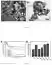 Fig. 35 - CHITOSAN-BASED NANOCOMPOSITE AS AN ANTIMICROBIAL AGENT AND CORROSION INHIBITOR