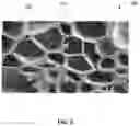 Fig. 06 - ORGANIC COMPOSITE MATERIAL AND A METHOD FOR MANUFACTURING THE SAME