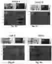 Fig. 05 - PACKAGING COATINGS, PACKAGING PRODUCTS, AND METHODS OF MAKING