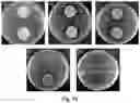 Fig. 20 - PACKAGING COATINGS, PACKAGING PRODUCTS, AND METHODS OF MAKING