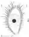 Fig. 05 - CHARCOAL ADHESIVE COMPOSITION FOR LASHES OR LASH EXTENSIONS