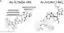 Fig. 01 - A Self-Assembling Short Amphiphilic Peptide And Related Methods And Uses