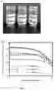 Fig. 04 - A Self-Assembling Short Amphiphilic Peptide And Related Methods And Uses