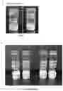 Fig. 08 - A Self-Assembling Short Amphiphilic Peptide And Related Methods And Uses