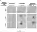 Fig. 13 - A Self-Assembling Short Amphiphilic Peptide And Related Methods And Uses