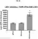 Fig. 10 - COMPOSITIONS AND METHODS FOR GENERATING HAIR CELLS BY INHIBITING EPIGENETIC TARGETS