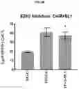 Fig. 19 - COMPOSITIONS AND METHODS FOR GENERATING HAIR CELLS BY INHIBITING EPIGENETIC TARGETS