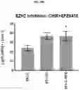 Fig. 21 - COMPOSITIONS AND METHODS FOR GENERATING HAIR CELLS BY INHIBITING EPIGENETIC TARGETS