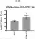 Fig. 53 - COMPOSITIONS AND METHODS FOR GENERATING HAIR CELLS BY INHIBITING EPIGENETIC TARGETS