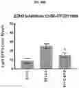 Fig. 55 - COMPOSITIONS AND METHODS FOR GENERATING HAIR CELLS BY INHIBITING EPIGENETIC TARGETS