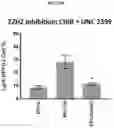Fig. 61 - COMPOSITIONS AND METHODS FOR GENERATING HAIR CELLS BY INHIBITING EPIGENETIC TARGETS