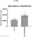 Fig. 62 - COMPOSITIONS AND METHODS FOR GENERATING HAIR CELLS BY INHIBITING EPIGENETIC TARGETS