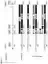 Fig. 02 - METHODS OF PROMOTING THYMIC EPITHELIAL CELL AND THYMIC EPITHELIAL CELL PROGENITOR DIFFERENTIATION OF PLURIPOTENT STEM CELLS, RESULTING CELLS, AND USES THEREOF