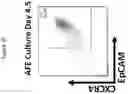 Fig. 03 - METHODS OF PROMOTING THYMIC EPITHELIAL CELL AND THYMIC EPITHELIAL CELL PROGENITOR DIFFERENTIATION OF PLURIPOTENT STEM CELLS, RESULTING CELLS, AND USES THEREOF