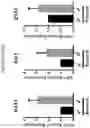 Fig. 09 - METHODS OF PROMOTING THYMIC EPITHELIAL CELL AND THYMIC EPITHELIAL CELL PROGENITOR DIFFERENTIATION OF PLURIPOTENT STEM CELLS, RESULTING CELLS, AND USES THEREOF