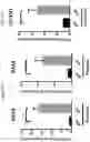 Fig. 14 - METHODS OF PROMOTING THYMIC EPITHELIAL CELL AND THYMIC EPITHELIAL CELL PROGENITOR DIFFERENTIATION OF PLURIPOTENT STEM CELLS, RESULTING CELLS, AND USES THEREOF