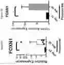 Fig. 15 - METHODS OF PROMOTING THYMIC EPITHELIAL CELL AND THYMIC EPITHELIAL CELL PROGENITOR DIFFERENTIATION OF PLURIPOTENT STEM CELLS, RESULTING CELLS, AND USES THEREOF