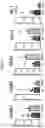 Fig. 16 - METHODS OF PROMOTING THYMIC EPITHELIAL CELL AND THYMIC EPITHELIAL CELL PROGENITOR DIFFERENTIATION OF PLURIPOTENT STEM CELLS, RESULTING CELLS, AND USES THEREOF