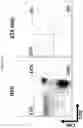 Fig. 26 - METHODS OF PROMOTING THYMIC EPITHELIAL CELL AND THYMIC EPITHELIAL CELL PROGENITOR DIFFERENTIATION OF PLURIPOTENT STEM CELLS, RESULTING CELLS, AND USES THEREOF