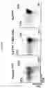 Fig. 32 - METHODS OF PROMOTING THYMIC EPITHELIAL CELL AND THYMIC EPITHELIAL CELL PROGENITOR DIFFERENTIATION OF PLURIPOTENT STEM CELLS, RESULTING CELLS, AND USES THEREOF