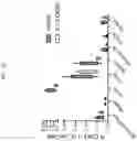 Fig. 24 - GENETICALLY MODIFIED HEMATOPOIETIC STEM AND PROGENITOR CELLS (HSPCS) AND MESENCHYMAL CELLS AS A PLATFORM TO REDUCE OR PREVENT METASTASIS, TREAT AUTOIMMUNE AND INFLAMMATORY DISORDERS, AND REBALANCE THE IMMUNE MILIEU AND DYSREGULATED NICHES