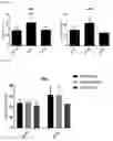 Fig. 07 - COMPOSITIONS AND METHODS FOR STEM CELL THERAPY