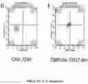 Fig. 11 - Xeno-free generation of tissue-specific progenitor cells