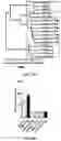 Fig. 04 - COMPOSITIONS AND METHODS FOR REPROGRAMING NON-HEPATOCYTE CELLS INTO HEPATOCYTE CELLS