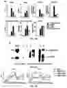Fig. 17 - COMPOSITIONS AND METHODS FOR REPROGRAMING NON-HEPATOCYTE CELLS INTO HEPATOCYTE CELLS