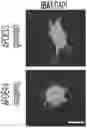 Fig. 01 - MULTICELLULAR INTEGRATED BRAIN TISSUE IN NEUROLOGICAL DISEASES