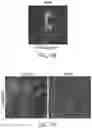 Fig. 10 - MULTICELLULAR INTEGRATED BRAIN TISSUE IN NEUROLOGICAL DISEASES