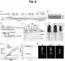 Fig. 03 - Reactive persulfides mediate sulfur respiration in mitochondria via sulfide:quinone oxidoreductase