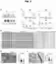 Fig. 04 - Reactive persulfides mediate sulfur respiration in mitochondria via sulfide:quinone oxidoreductase