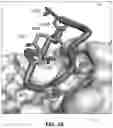 Fig. 04 - DESIGN AND OPTIMIZATION OF TYPE IV BRAF INHIBITORS FOR THE TREATMENT OF MELANOMA