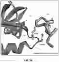 Fig. 05 - DESIGN AND OPTIMIZATION OF TYPE IV BRAF INHIBITORS FOR THE TREATMENT OF MELANOMA