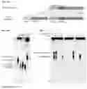 Fig. 02 - CGAS/DNCV-LIKE NUCLEOTIDYLTRANSFERASES AND USES THEREOF