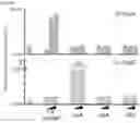 Fig. 04 - CGAS/DNCV-LIKE NUCLEOTIDYLTRANSFERASES AND USES THEREOF