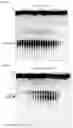 Fig. 05 - CGAS/DNCV-LIKE NUCLEOTIDYLTRANSFERASES AND USES THEREOF