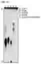 Fig. 12 - CGAS/DNCV-LIKE NUCLEOTIDYLTRANSFERASES AND USES THEREOF