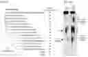Fig. 14 - CGAS/DNCV-LIKE NUCLEOTIDYLTRANSFERASES AND USES THEREOF