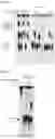 Fig. 19 - CGAS/DNCV-LIKE NUCLEOTIDYLTRANSFERASES AND USES THEREOF