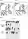 Fig. 21 - CGAS/DNCV-LIKE NUCLEOTIDYLTRANSFERASES AND USES THEREOF