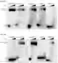 Fig. 24 - CGAS/DNCV-LIKE NUCLEOTIDYLTRANSFERASES AND USES THEREOF