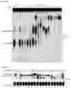 Fig. 27 - CGAS/DNCV-LIKE NUCLEOTIDYLTRANSFERASES AND USES THEREOF